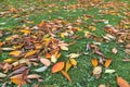 Beautiful autumn background of fallen orange and red cherry leaves on green grass on university campus, Dublin, Ireland Royalty Free Stock Photo