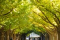 Beautiful autumn background, Ginkyo trees in meiji jingu shirine japn Royalty Free Stock Photo