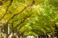 Beautiful autumn background, Ginkyo trees in meiji jingu shirine park japan Royalty Free Stock Photo