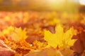 Beautiful autumn background landscape. Orange and yellow fallen maple leaves in sunlight. Autumn landscape with blurry defocused Royalty Free Stock Photo