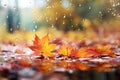 Beautiful autumn background. Maple leaves foliage with rain drops