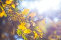 Red oak tree leaves in a light of sparkle sun Royalty Free Stock Photo