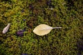 Beautiful autumn background. Yellow autumn leaf on green magnificent moss. Close-up Royalty Free Stock Photo