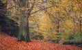 Beautiful Autumn Beech Forest in Garrotxa Royalty Free Stock Photo