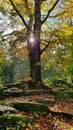 Beautiful autumn beech tree in a forest stock images