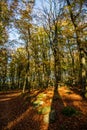 Beautiful Autumn Beeches-Voderady,Czech Republic