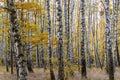 Beautiful autumn birch forest detail of white trunks