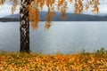 Beautiful autumn birch tree by the lake coast in Norway. Autumn yellow leaves in foreground