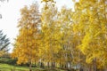 Beautiful autumn birches Royalty Free Stock Photo