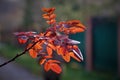 beautiful autumn branch with red small leaves Royalty Free Stock Photo