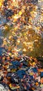 Beautiful autumn bright atmosphere image. vivid autumn leaves on water backdrop.