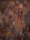 Beautiful autumn browns and oranges on a dying plant