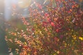 A beautiful autumn bush with yellowed foliage in the background light. Selective focus Royalty Free Stock Photo