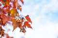 Beautiful autumn card with bush branch in bright fall red leaves on blue sky cloudy background Royalty Free Stock Photo