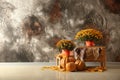Beautiful autumn chrysanthemum flowers with pumpkins near grey wall Royalty Free Stock Photo