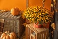 Beautiful autumn chrysanthemum flowers in room Royalty Free Stock Photo