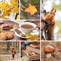Beautiful autumn collage Royalty Free Stock Photo