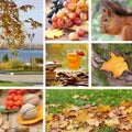 Beautiful autumn collage Royalty Free Stock Photo