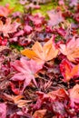 The beautiful autumn color of Japan. japanese red maple leaves fall on green grass background. Royalty Free Stock Photo