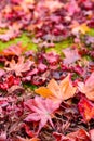 The beautiful autumn color of Japan. japanese red maple leaves fall on green grass background. Royalty Free Stock Photo