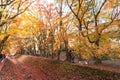 The beautiful autumn color of Japan maple leaves in Maple corridor Momiji Kairo at autumn season,Kawaguchiko, Fujiyoshida, Royalty Free Stock Photo