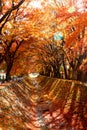 The beautiful autumn color of Japan maple leaves in Maple corridor Momiji Kairo at autumn season,Kawaguchiko, Fujiyoshida, Yama