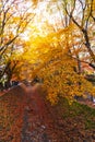 Beautiful autumn color of Japan maple leaves in Maple corridor Momiji Kairo at autumn season,Kawaguchiko, Fujiyoshida, Royalty Free Stock Photo