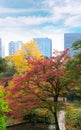 the beautiful autumn color of Japan maple leaves discoloration i