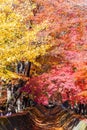 the beautiful autumn color of Japan maple leaves in Maple corri Royalty Free Stock Photo