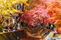 the beautiful autumn color of Japan maple leaves in Maple corri Royalty Free Stock Photo
