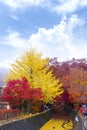 The beautiful autumn color of Japan maple leaves in Maple corridor Momiji Kairo at autumn season,Kawaguchiko, Fujiyoshida, Royalty Free Stock Photo