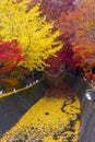 The beautiful autumn color of Japan maple leaves in Maple corridor Momiji Kairo at autumn season,Kawaguchiko, Fujiyoshida, Royalty Free Stock Photo