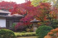 beautiful autumn color of Japan maple leaves on tree is green, yellow, orange and red discoloration in the park, japanese park Royalty Free Stock Photo