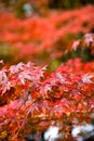 the beautiful autumn color of Japan red maple leaves with blured bokeh background in autumn season, Japan Royalty Free Stock Photo