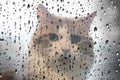 The cat behind a wet window
