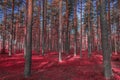 Beautiful autumn colored pine forest in all its glory, a riot of colors of dying plants a Royalty Free Stock Photo