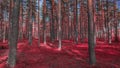 Beautiful autumn colored pine forest in all its glory, a riot of colors of dying plants a