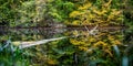 Beautiful autumn colored trees reflected in a small pond. One old tree floating on water surface Royalty Free Stock Photo