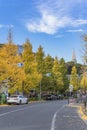 Beautiful autumn colors of Japanese maple tree iroha momiji in Harajuku with Shinjuku Docomo tower in background