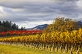 Rain clouds over beautiful yellow vineyard landscape Royalty Free Stock Photo