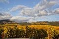 Rain clouds over beautiful yellow vineyard landscape Royalty Free Stock Photo