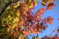 Beautiful autumn colours palette on many leaves foliage close up still on a tree branch on a solid blue sky background