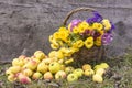 Beautiful autumn composition with bunch of yellow mums and ripe apples Royalty Free Stock Photo