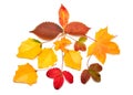 Beautiful autumn composition with leaves Royalty Free Stock Photo