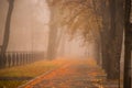 Beautiful autumn concept. A long avenue in the autumn park with many yellow leaves. Morning fog fell on a city street. A passerby Royalty Free Stock Photo