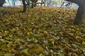 Beautiful autumn covering of fallen yellow leaves beside bike parking on campus of university campus, Dublin, Ireland