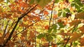 Beautiful autumn deciduous forest with yellow and red leaves.