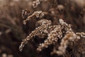 Beautiful autumn dry flowers field.