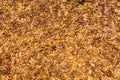 Beautiful autumn dry leaves background, top view of autumn dry leaves wallpaper