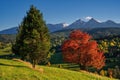 Beautiful autumn evening on a pasture under rocky mountains with a wild forest, a beautiful red, orange tree Royalty Free Stock Photo